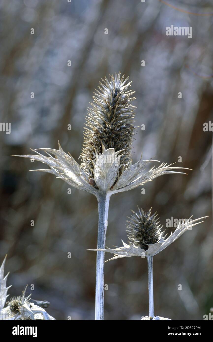 Giant sea holly (Eryngium giganteum) photo Bo Arrhed Stock Photo Alamy
