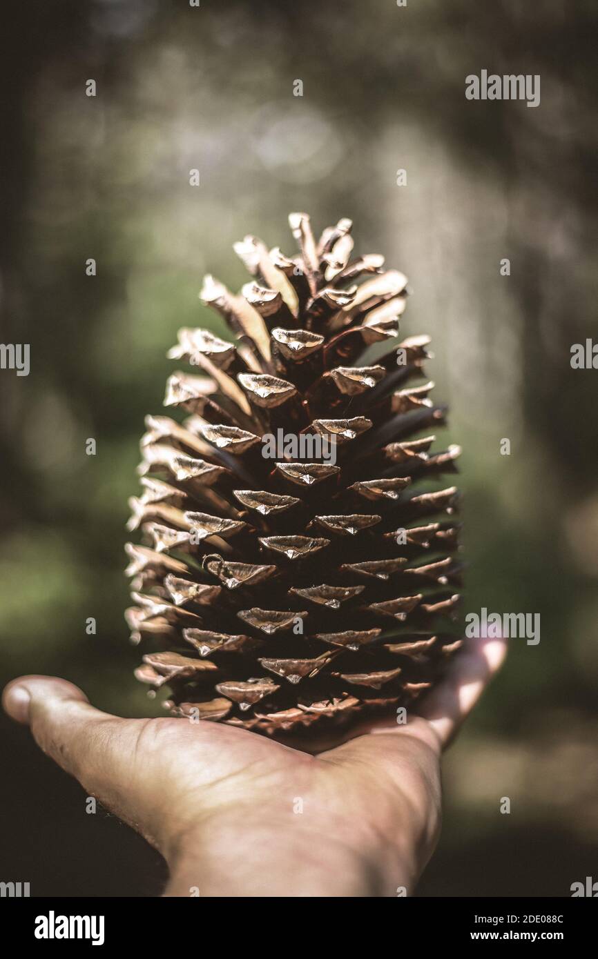 Pine cone on a hand Stock Photo