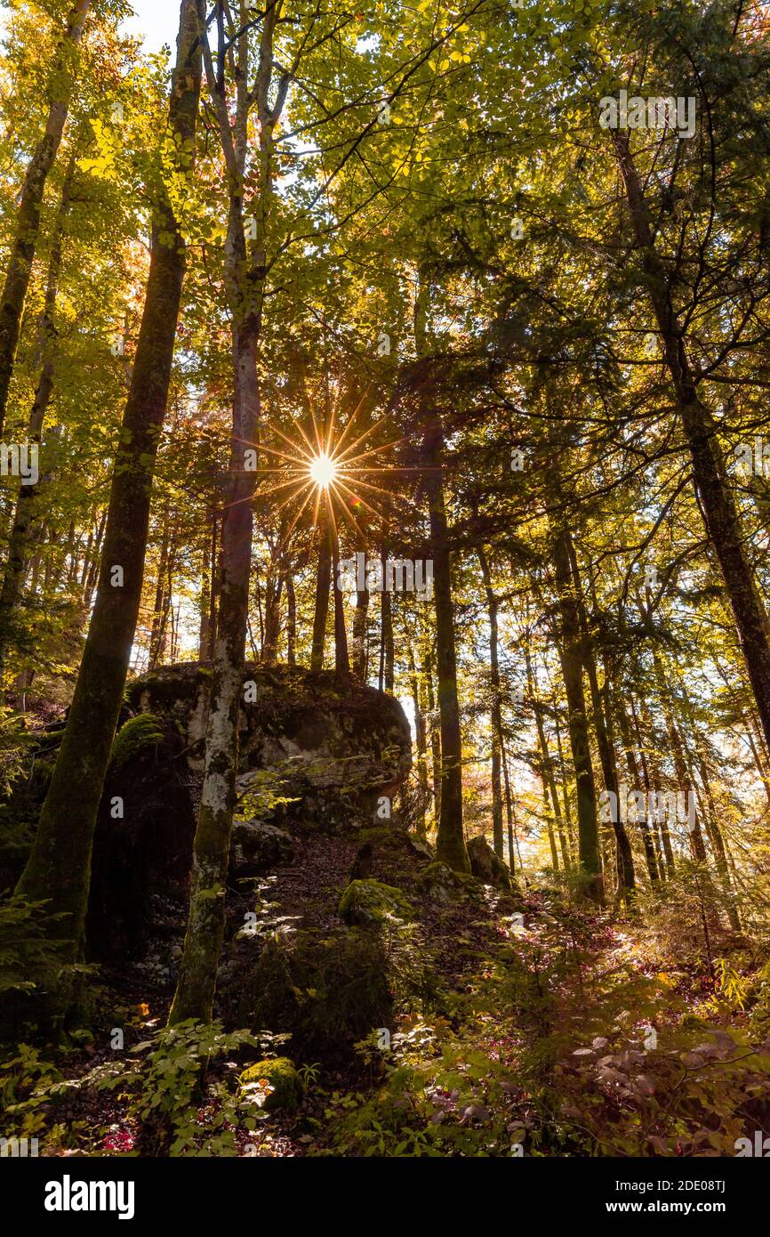 Autumn forest in Berchtesgadener Land, Bavaria, Germany. Stock Photo