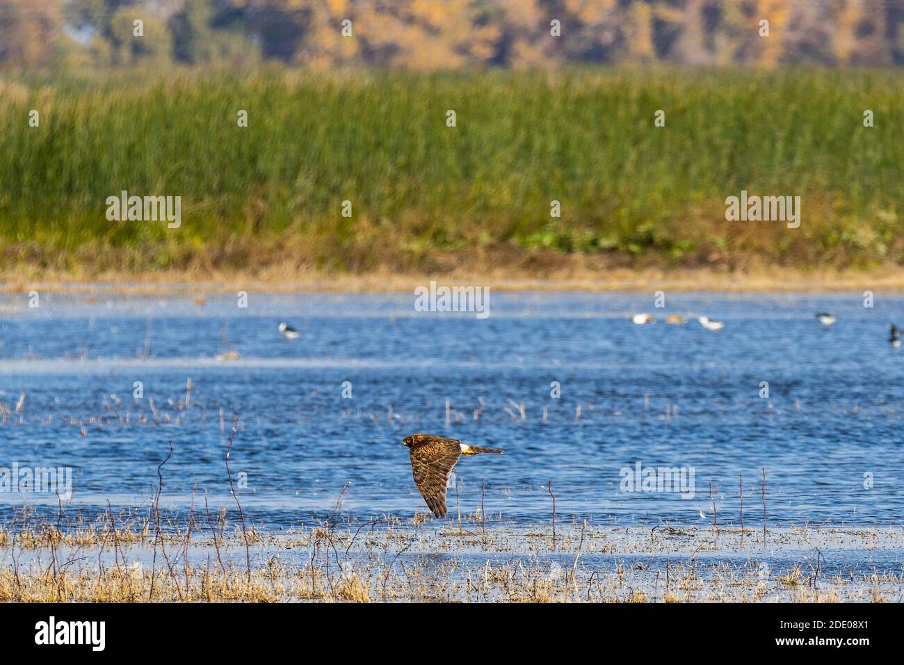 A Northern Harrier (Circus cyaneus) flies low at the Merced National Wildlife Refuge in the Central Valley of California USA Stock Photo