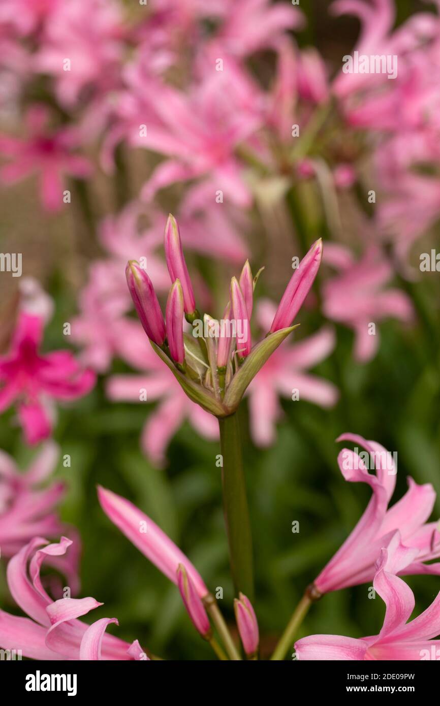 Amarine Tubergenii (Beladiva series) flowers, natural objects of beauty