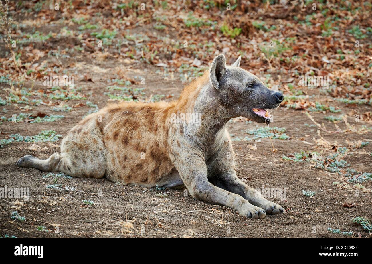 lying spotted hyena (Crocuta crocuta), South Luangwa National Park, Mfuwe, Zambia, Africa Stock Photo