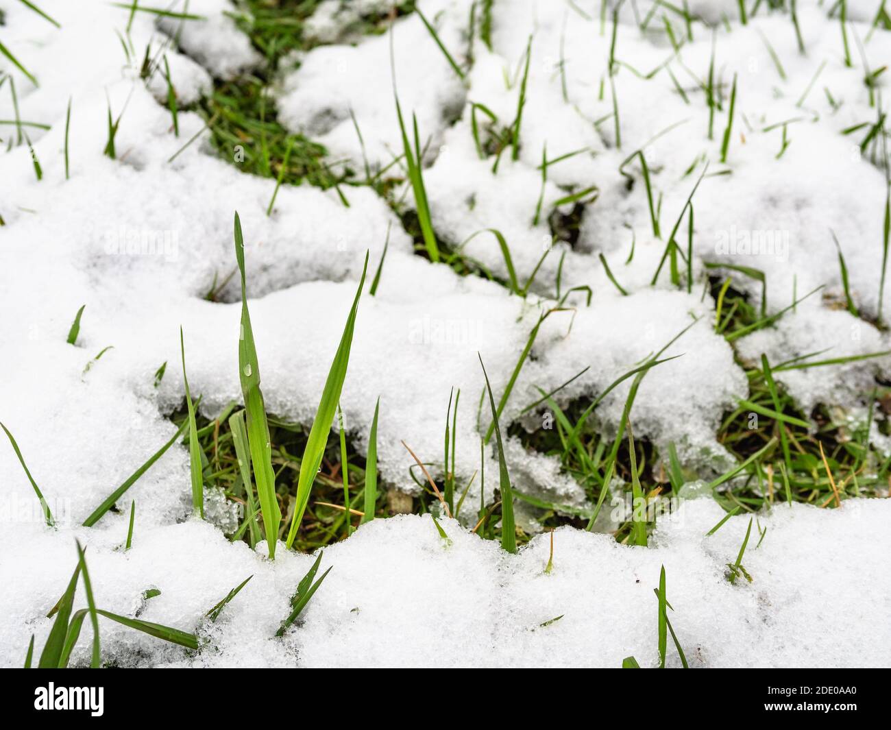 green grass covered by the first snow close up on cold autumn day ...
