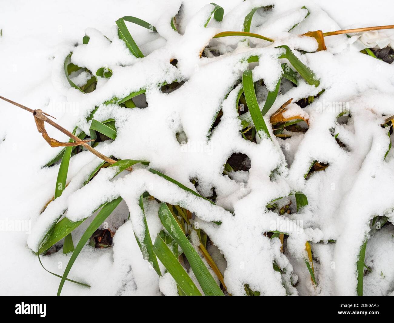 garden plant snow-covered by the first snow on autumn day Stock Photo
