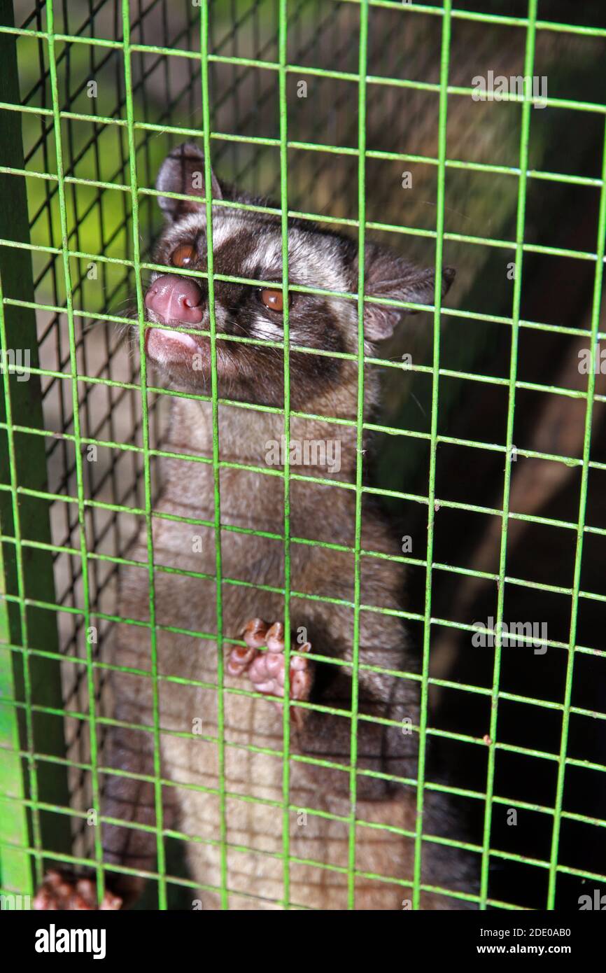 Asian palm civet housed in a cage for the production of Kopi Luwak coffee, Bali, Indonesia Stock Photo