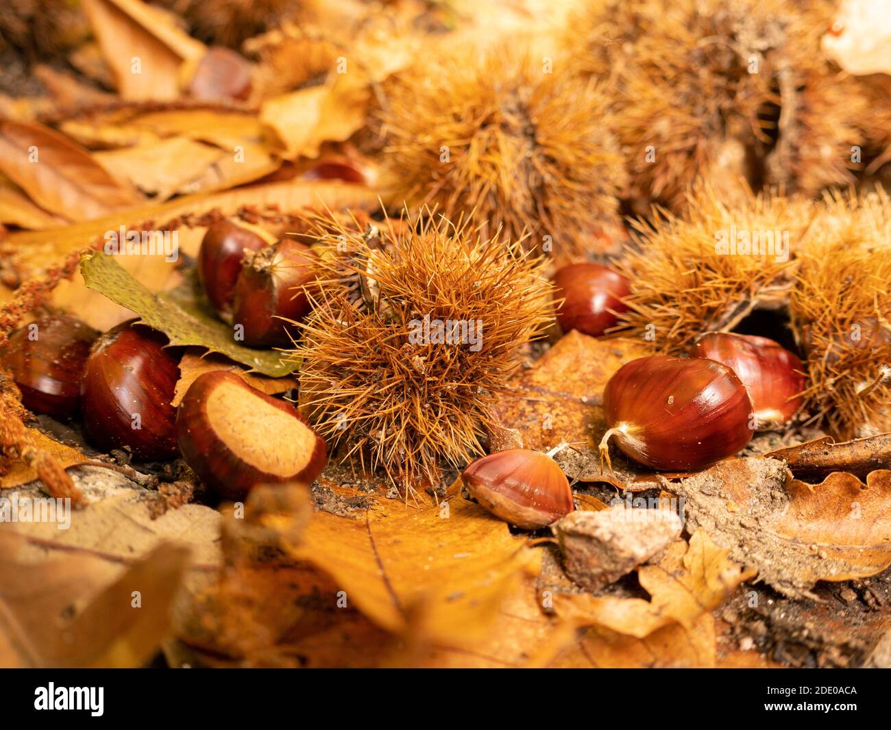 Spines on leaves hi-res stock photography and images - Alamy