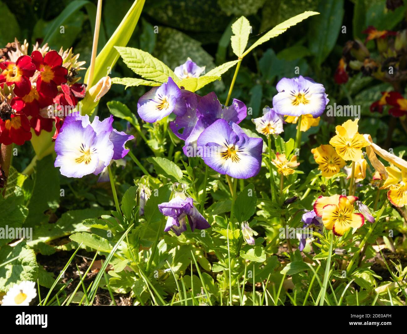 Colourful garden hi-res stock photography and images - Alamy