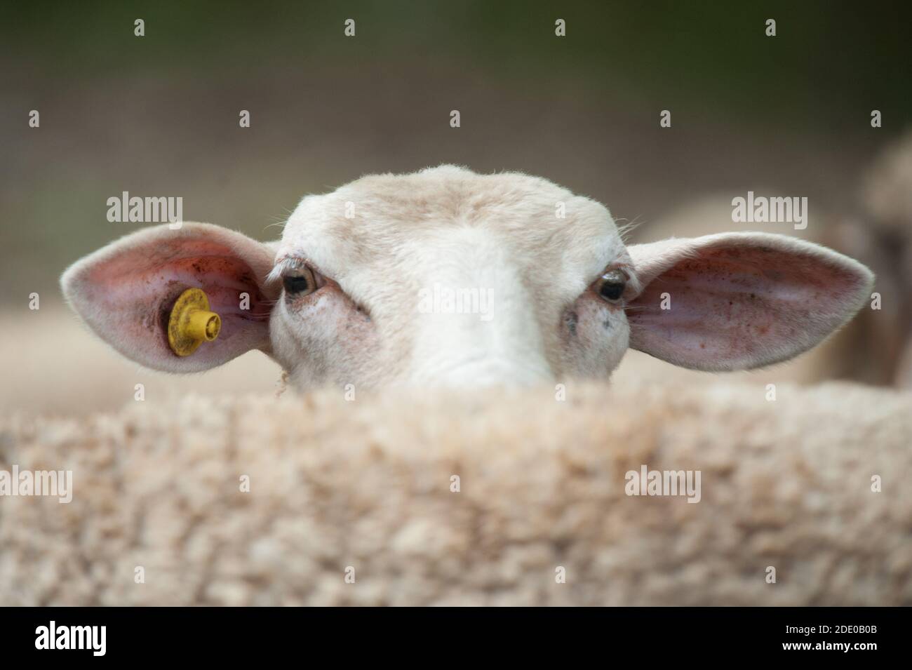 funny sheep head with long ears looking at camera Stock Photo