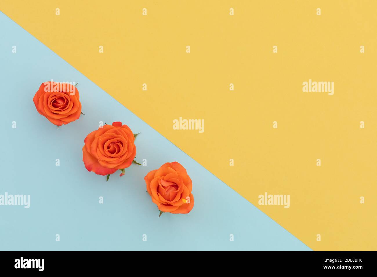 Three orange roses on blue and yellow diagonally divided background Stock Photo
