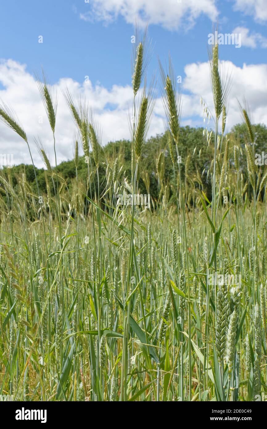 Mixed crop of Barley (Hordeum vulgare), Wheat (Triticum aestivum) and Oats ( Avena sativa) ripening in an arable field, Wiltshire, UK, June Stock Photo  - Alamy