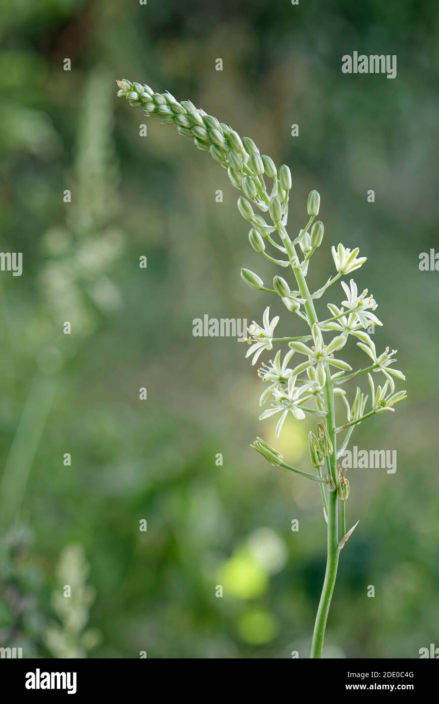 Bath asparagus / Spiked star of Bethlehem (Ornithogalum pyrenaicum) flowering spike with a mix of flowers and buds  in a farmland hedgerow, near Box, Stock Photo