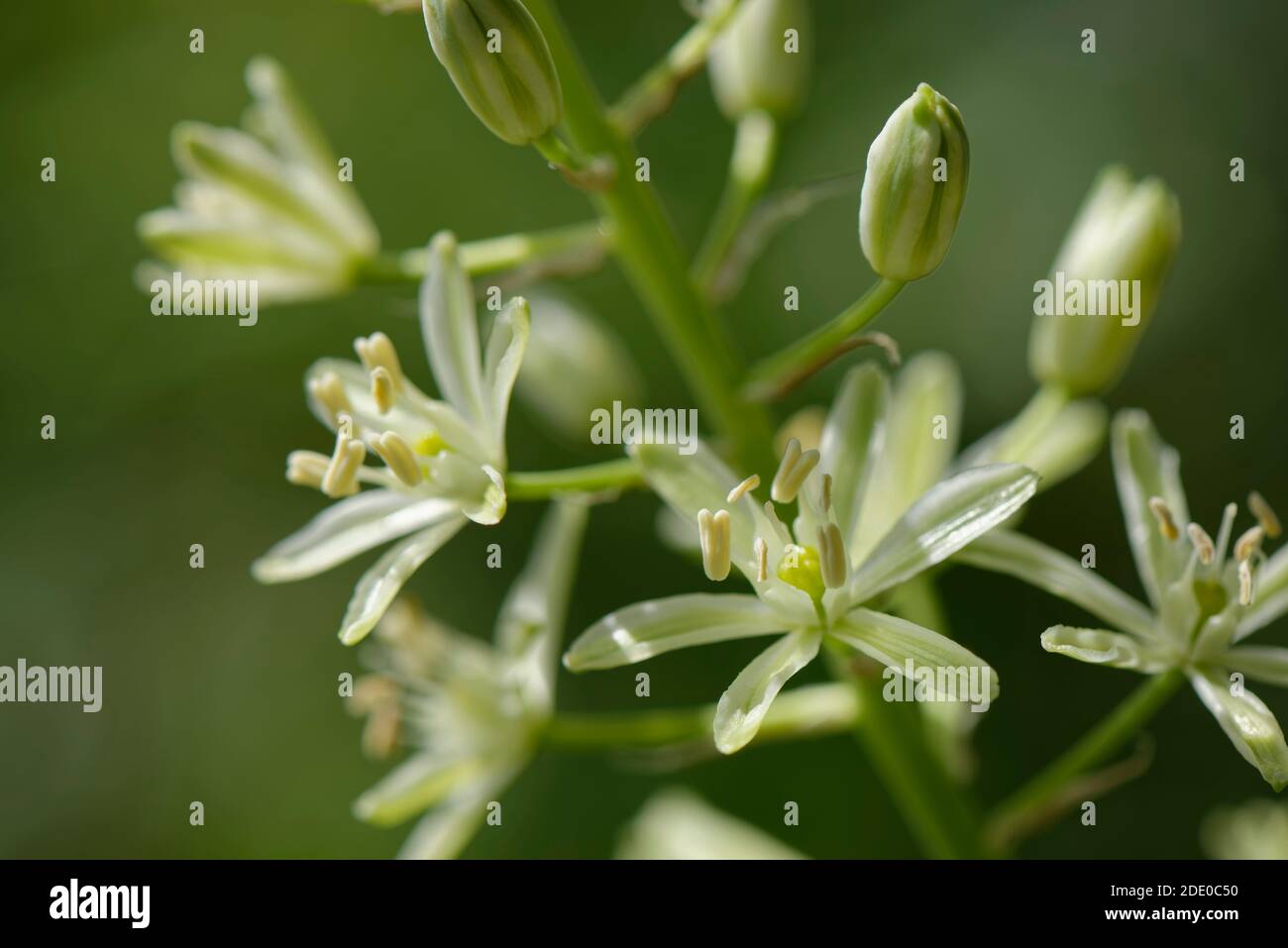 Bath asparagus / Spiked star of Bethlehem (Ornithogalum pyrenaicum) flowering in a farmland hedgerow, near Box, Wiltshire, UK, June. Stock Photo