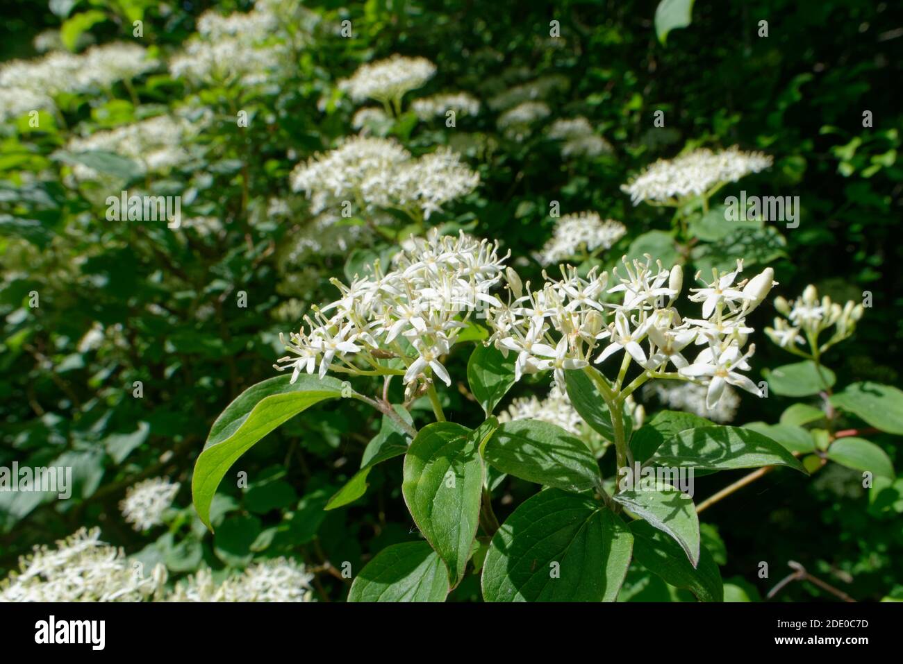 Common Dogwood (Cornus sanguinea) shrubs flowering in profusion on a