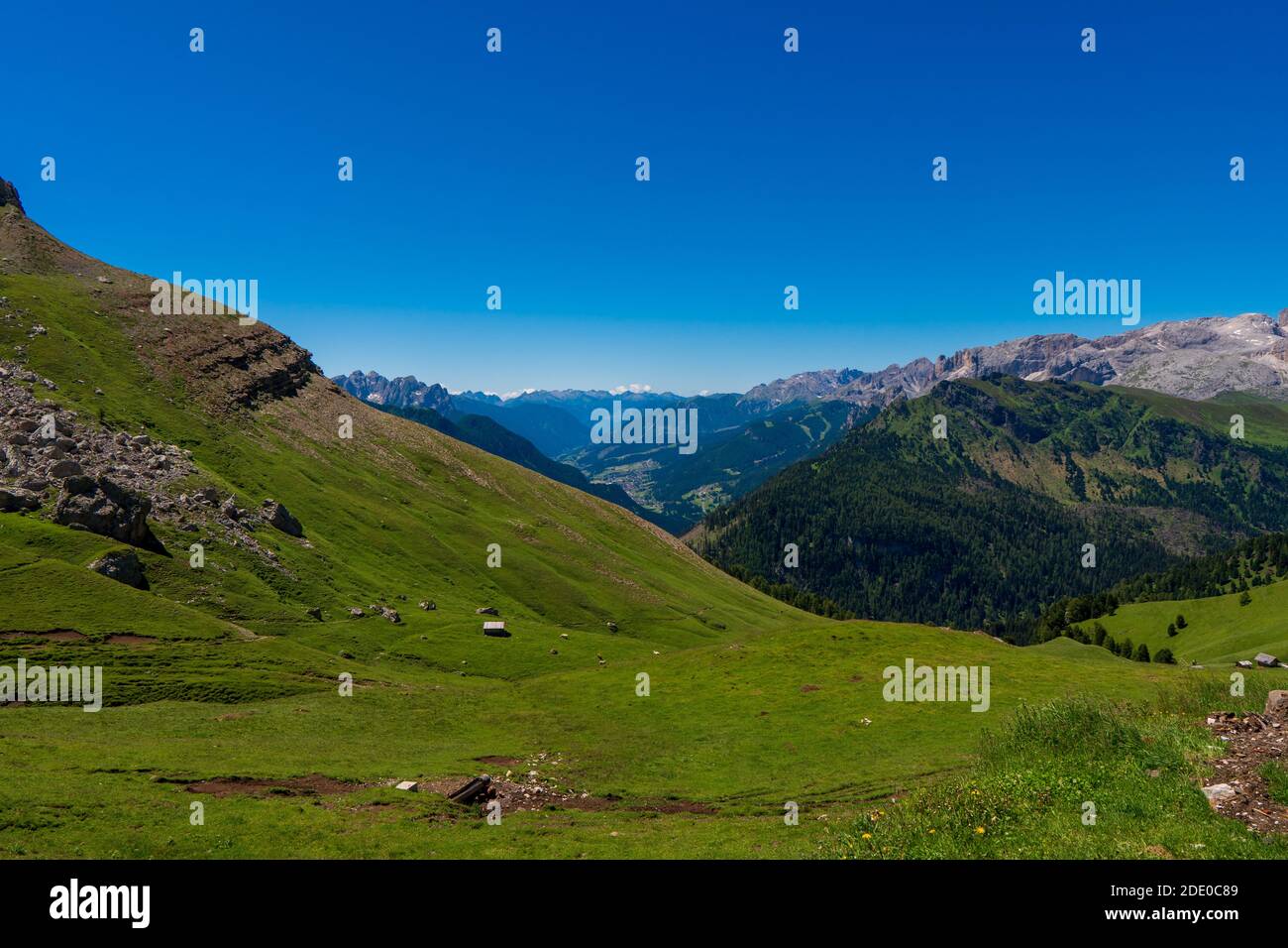 Spring Alps Incredible nature landscape in Dolomites Alps. Spring blooming meadow ...