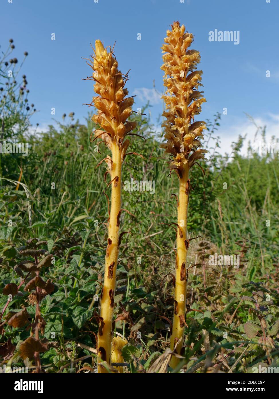 Knapweed broomrape (Orobanche elatior) flower spikes with a clump of its host Greater Knapweed (Centaurea scabiosa) in the background, Wiltshire, UK. Stock Photo