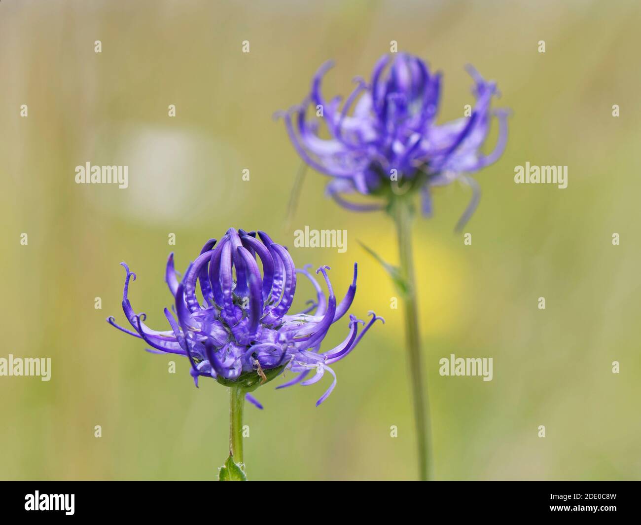 Round-headed rampion (Phyteuma orbiculare) flowering on a chalk grassland down, near Calne, Wiltshire, UK, July. Stock Photo