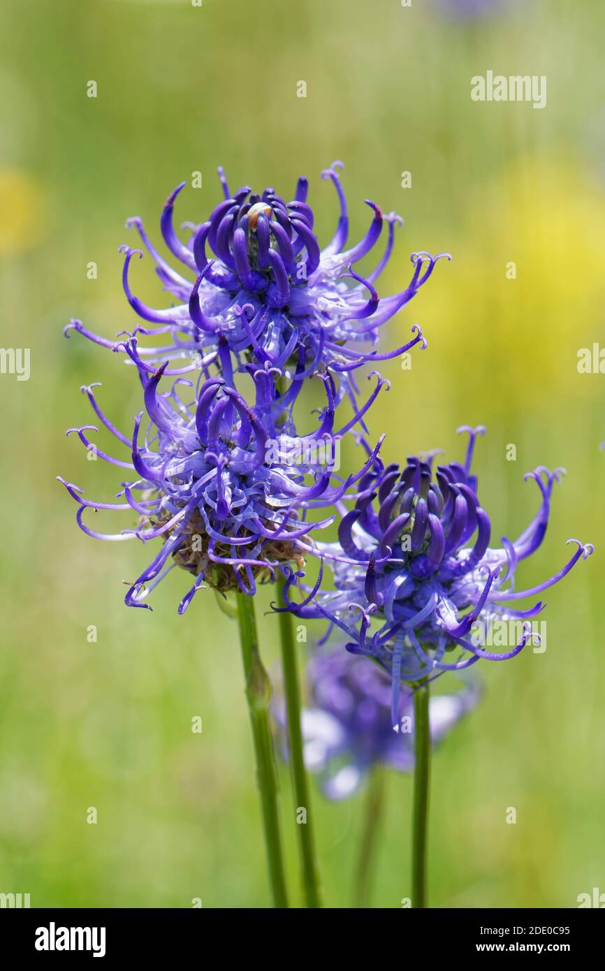 Round-headed rampion (Phyteuma orbiculare) clump flowering on a chalk grassland down, near Calne, Wiltshire, UK, July. Stock Photo