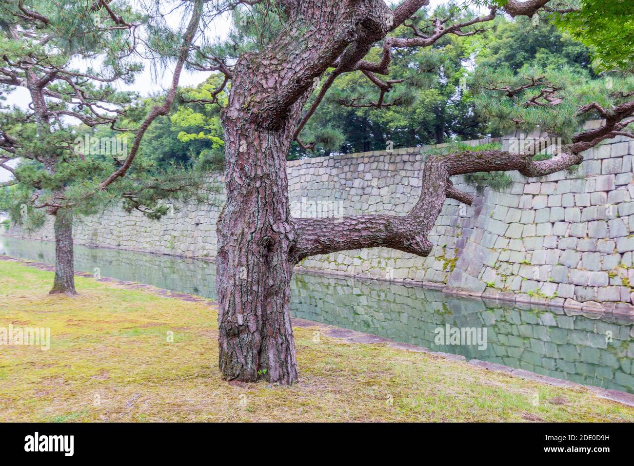 Trees at the Kyoto Imperial Palace Garden in Kyoto, Japan Stock Photo