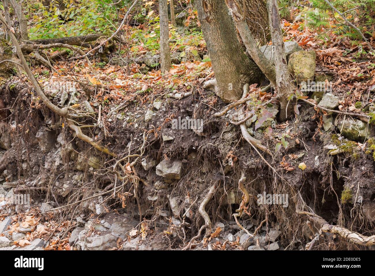 Exposed tree roots caused by soil erosion on the edge of a river