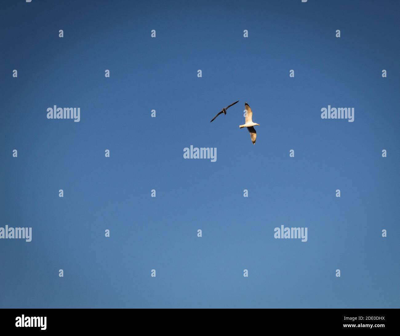 Two seagulls flying in an angle Stock Photo