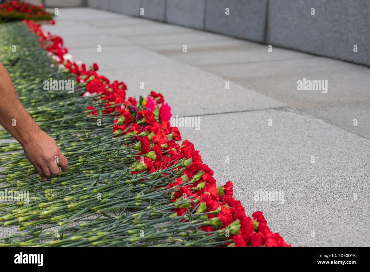 Laying a red carnation in memory of the dead. Hand close up Stock Photo