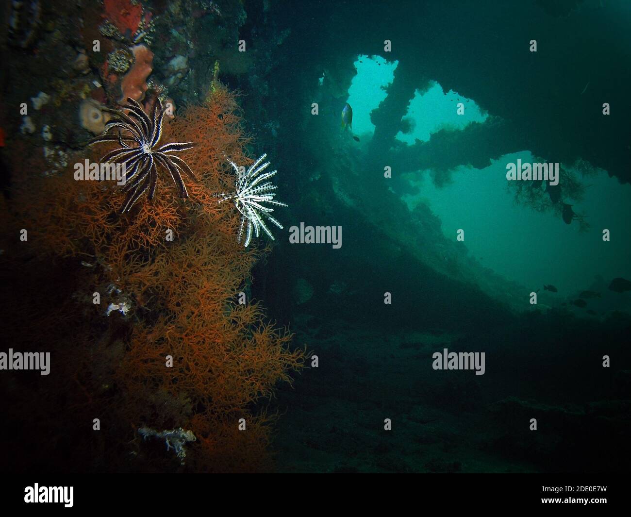 Corals in USS Liberty shipwreck, close to Tulamben beach, Bali Island, Indonesia Stock Photo