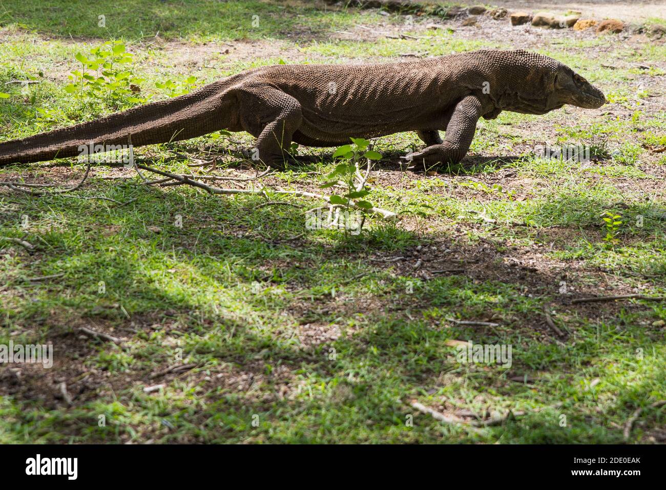 Komodo Dragon, the largest lizard in the world walks on the ground. It is a  dangerous and carnivore prehistoric animal. Komodo Island, Indonesia, sout  Stock Photo - Alamy