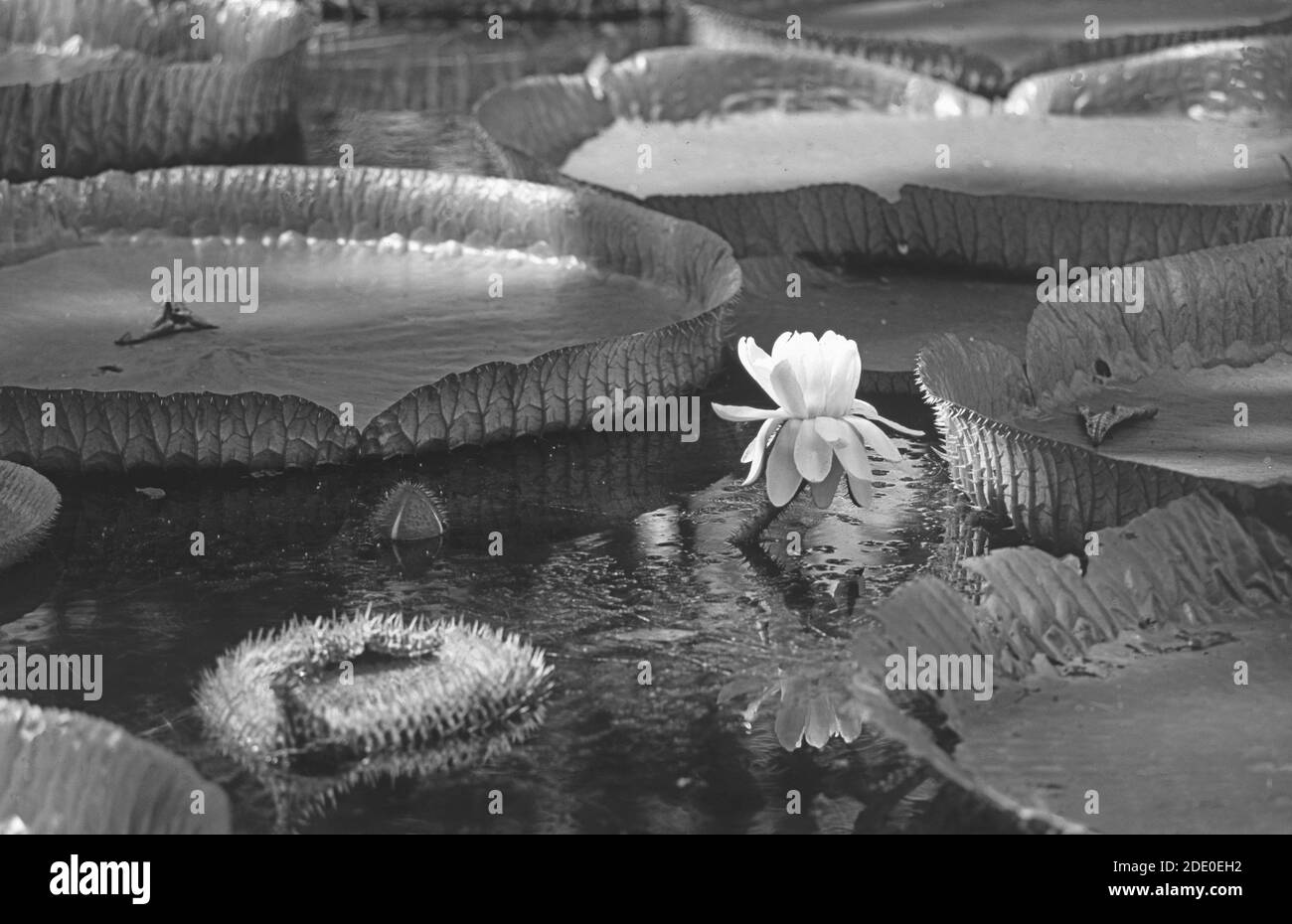 Mauritius Island: The tropical botanical garden in Pamplemousse Stock Photo