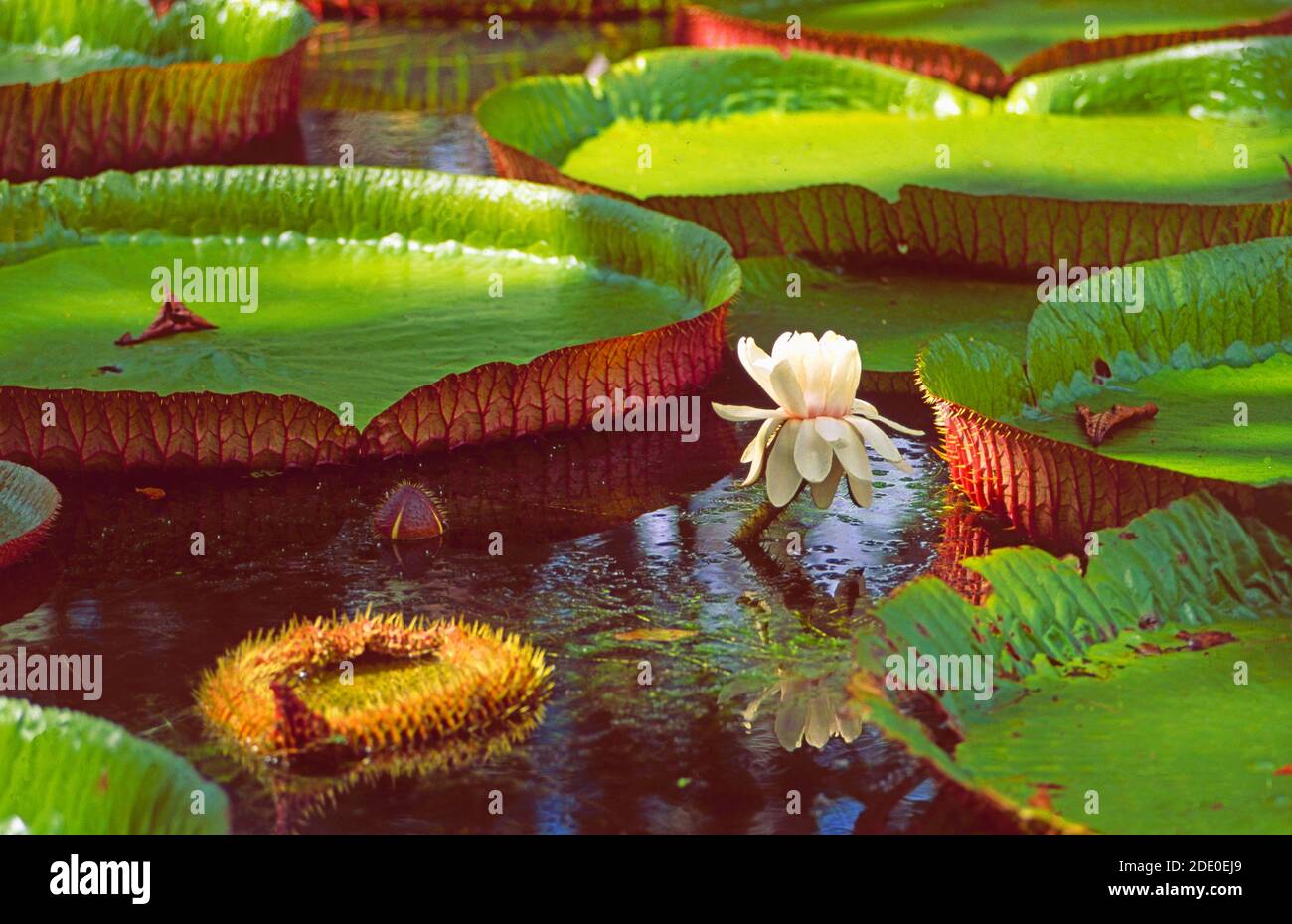 Mauritius Island: The tropical botanical garden in Pamplemousse Stock Photo