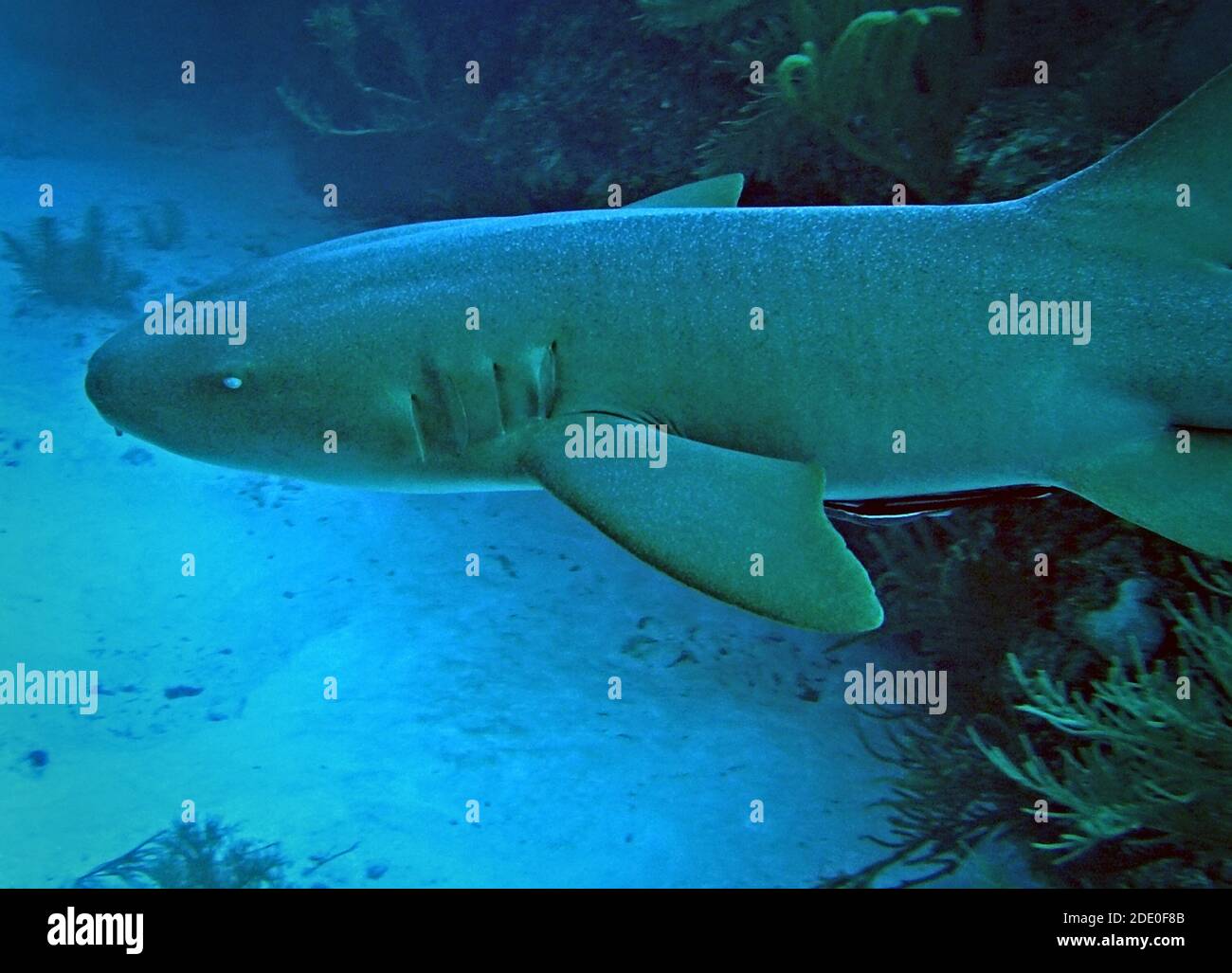 Nurse shark, Ambergris Caye, Belize Stock Photo Alamy