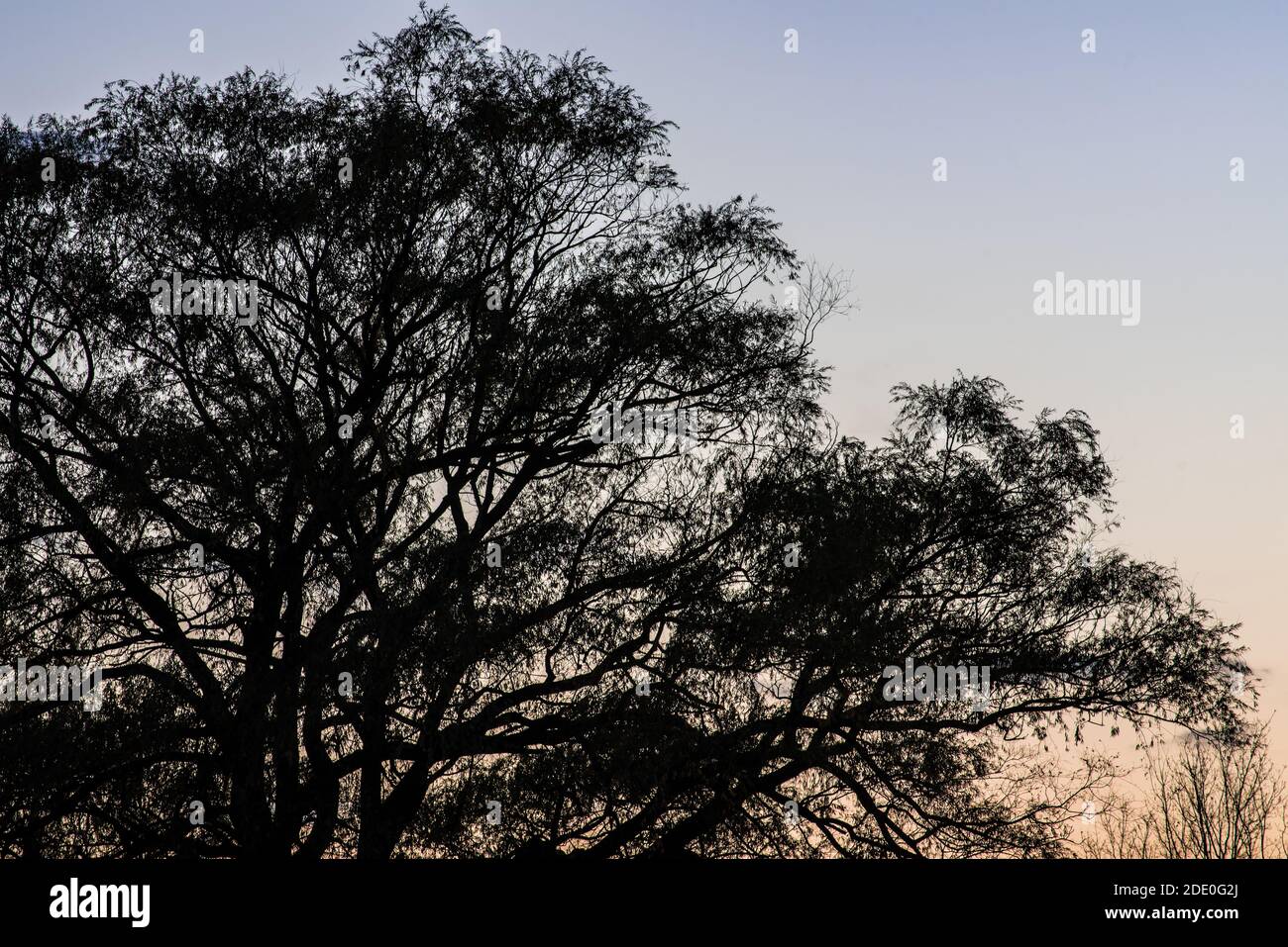 Black Willow silhouette on a fall evening Stock Photo