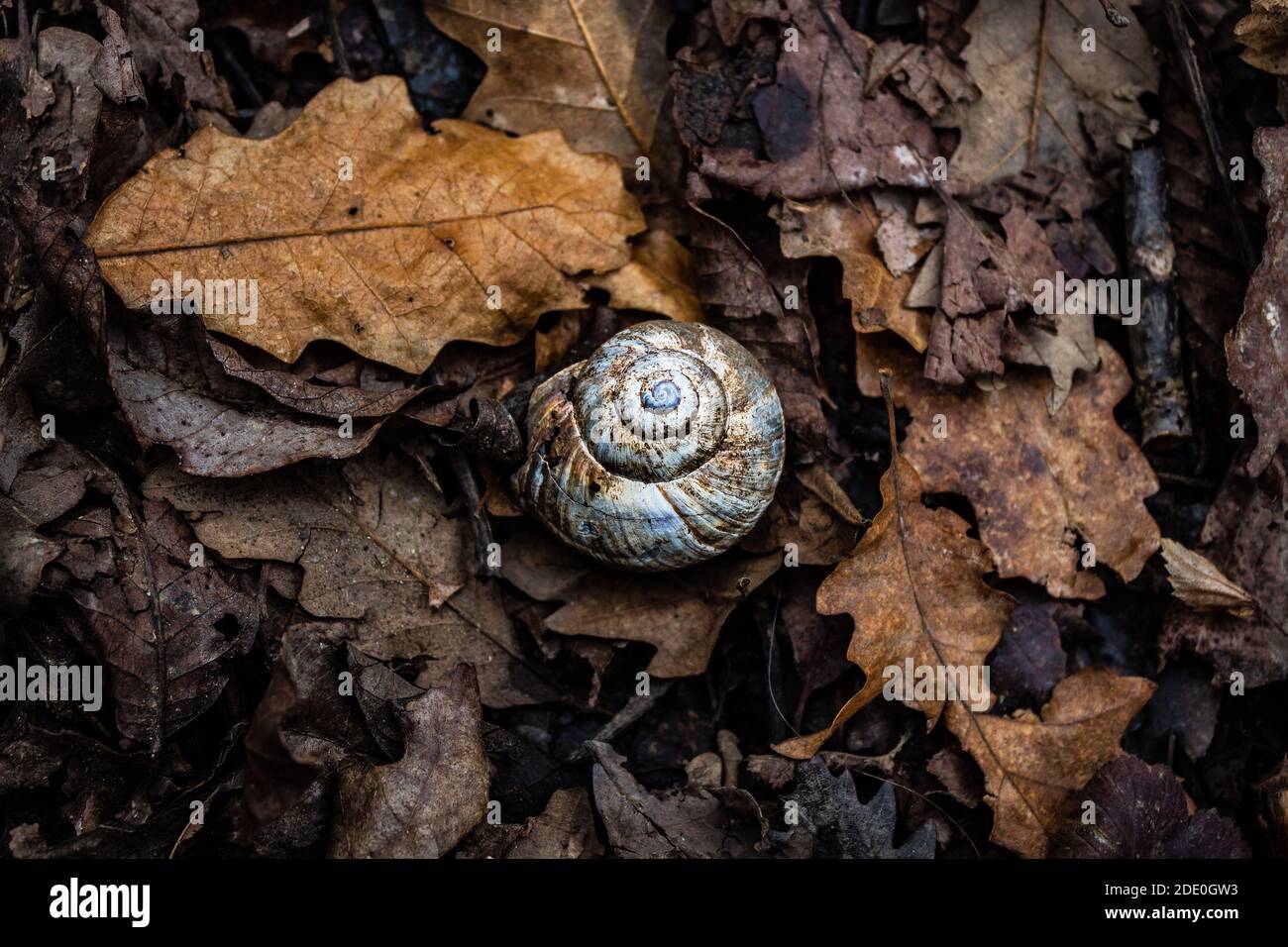Snail shell on the fallen leaves Stock Photo - Alamy