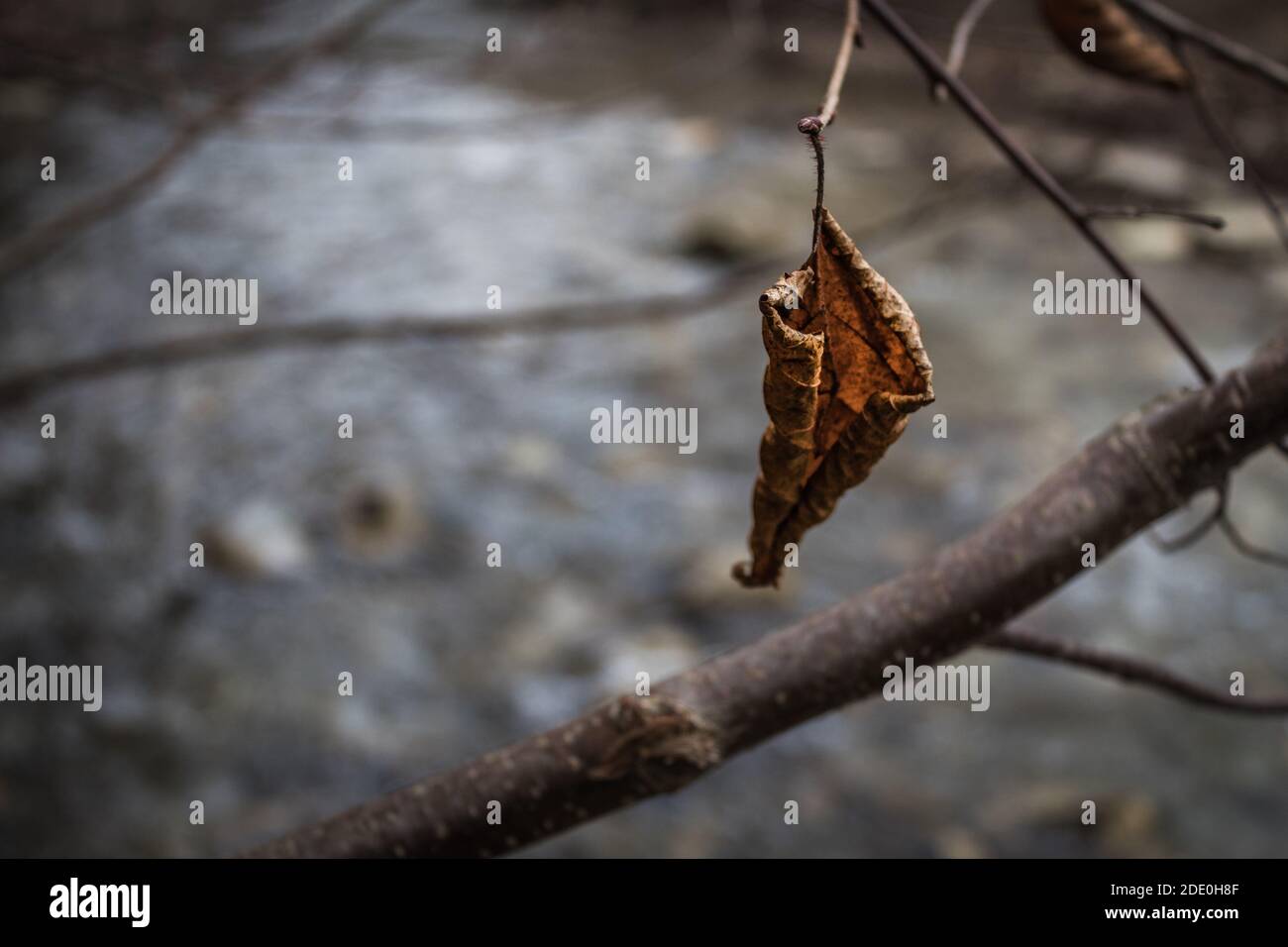 Dry orange leaf hi-res stock photography and images - Alamy