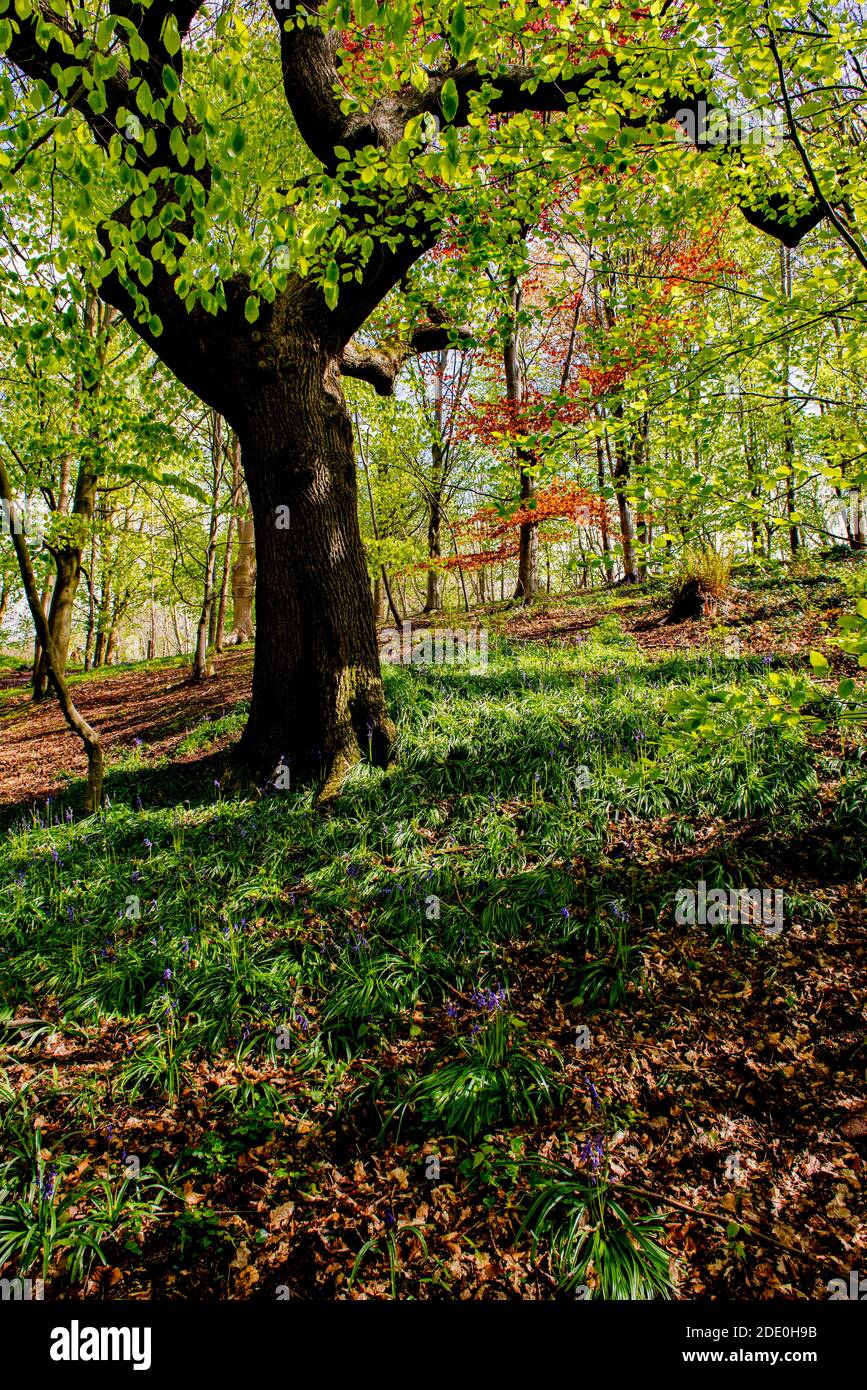 Oak Tree & Sycamore forest, Barnett Demesne, Barnets Park, Lagan Valley, Belfast, Northern Ireland Stock Photo