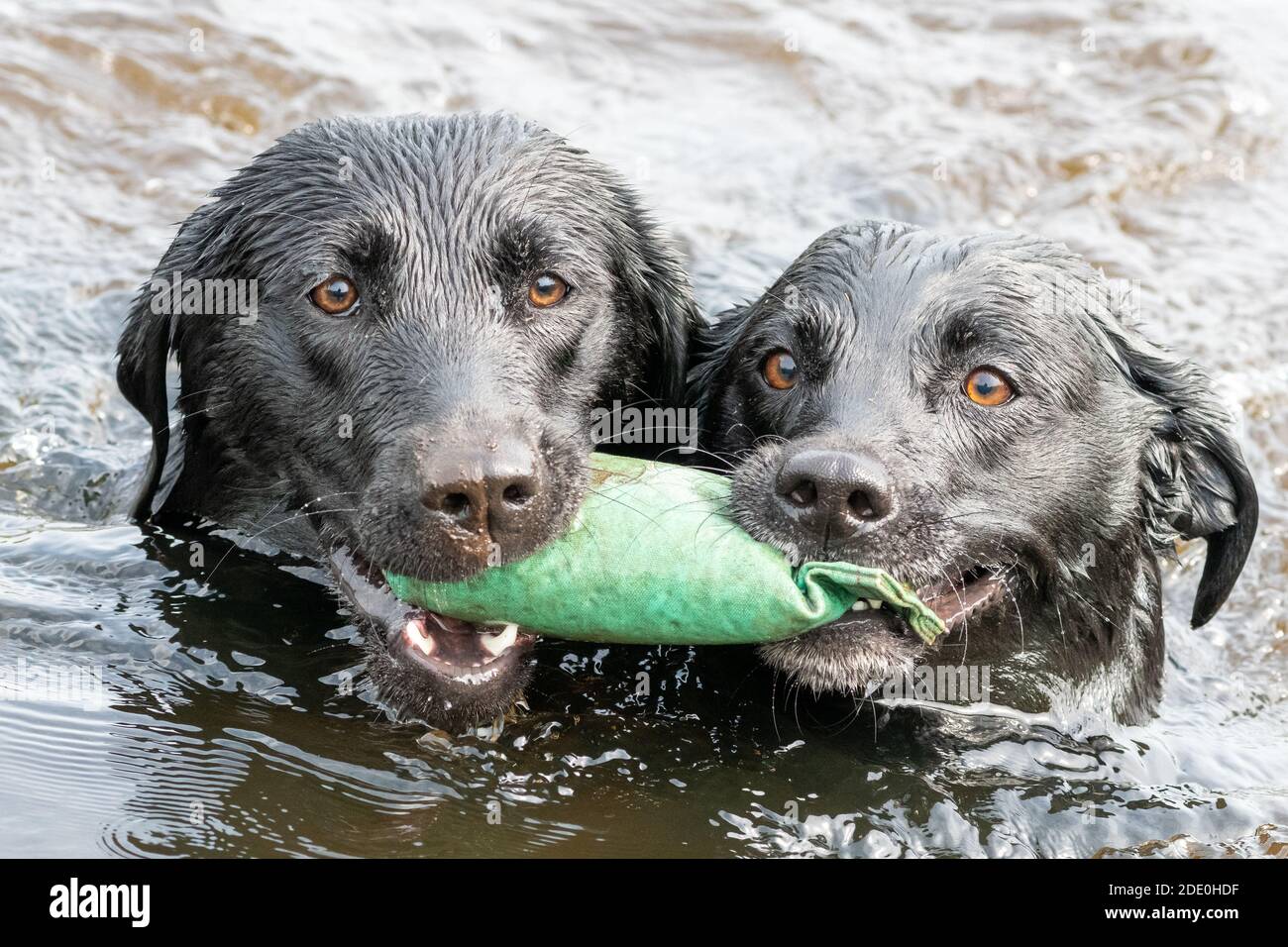 Close Up Of Two Wet Black Labradors Retrieving A Training Dummy From The Water Together Stock Photo Alamy