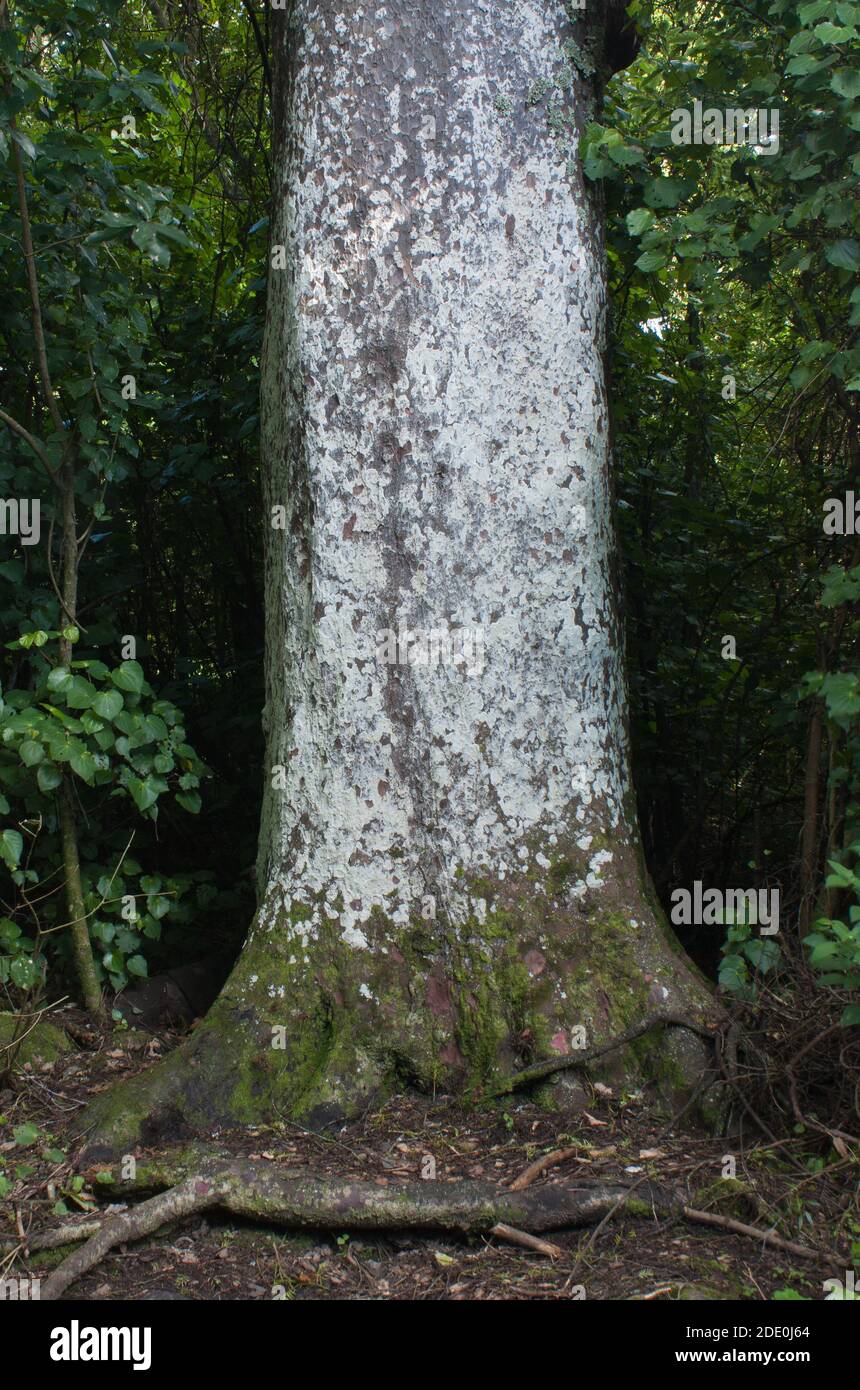 Kahikatea Tree Trunk, native to New Zealand Stock Photo