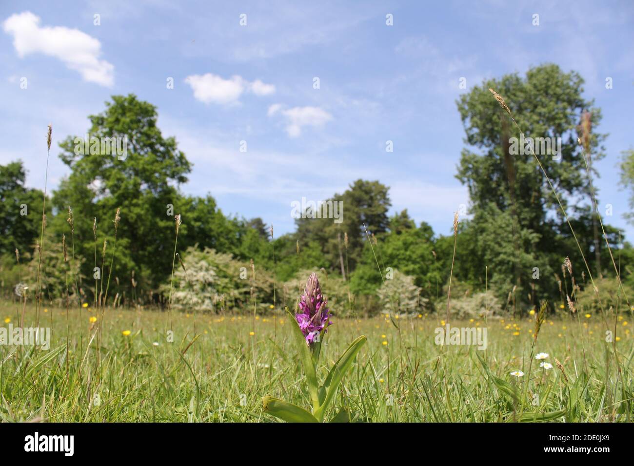 a landscape with a wild orchid in a flowery meadow and green trees and white hawthorn with blossom and blue sky in the background in springtime Stock Photo