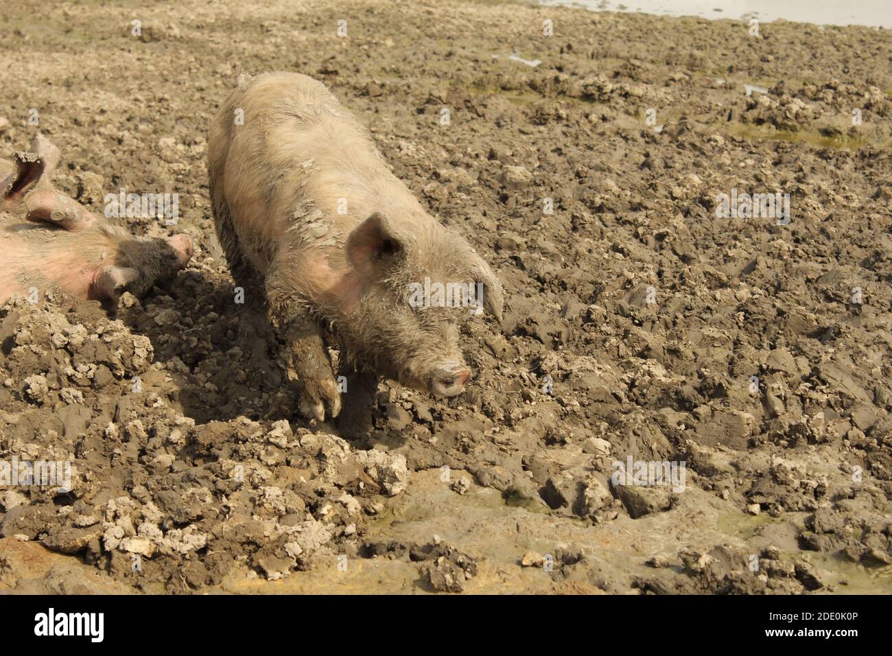 a funny freerange pig is walking in a muddy field at a biological farm in the netherlands Stock Photo