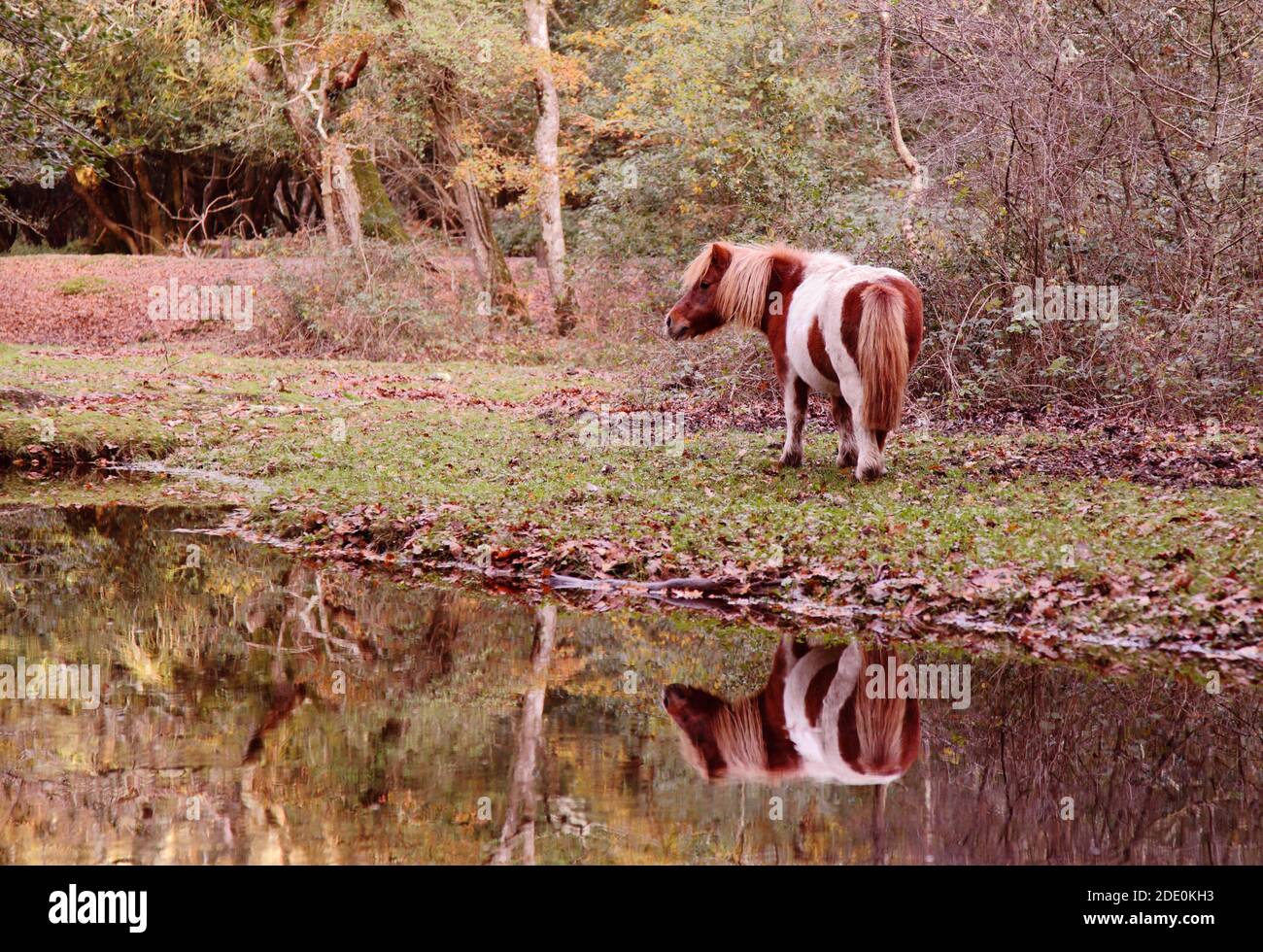 Skewbald (brown and white) Shetland pony reflected in stream in the New Forest National Park, UK Stock Photo