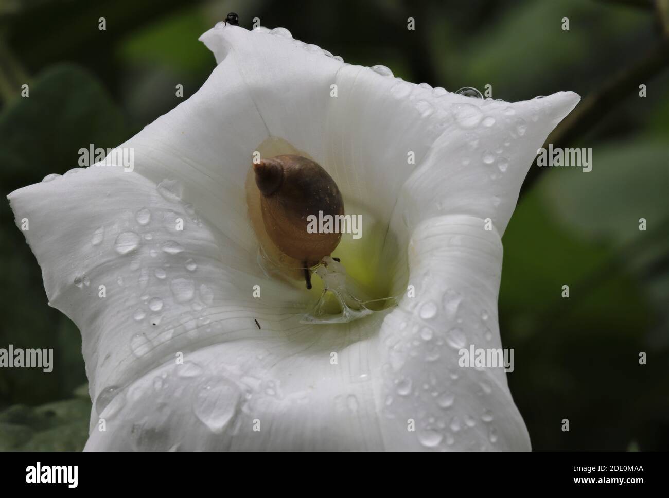 Amber Snail on Hedge Bindweed flower Stock Photo
