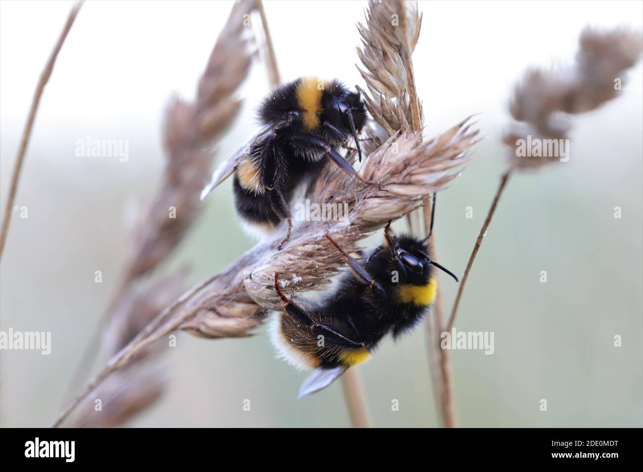 Bumble bees Stock Photo