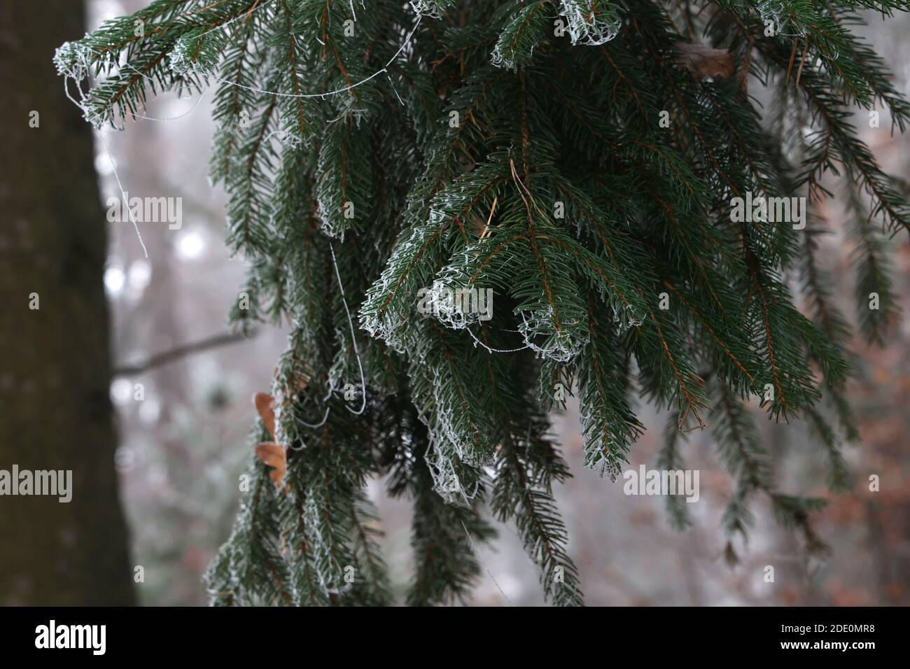 The branches of the needles in the forest are covered with frost on a ...