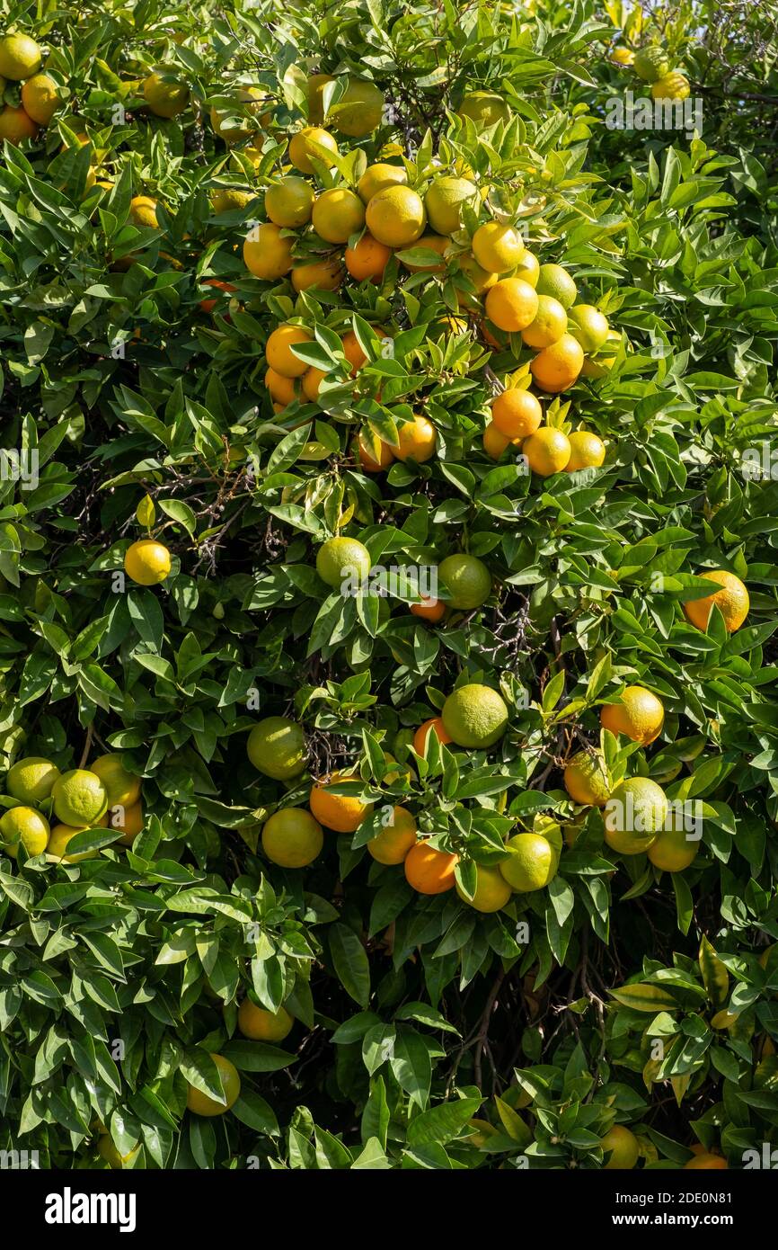Orange sour tree background. Citrus fruit branch loaded with ripe