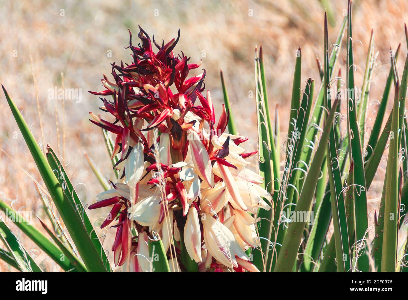 Close up of a flower stalk of an Aloe sheilae plant with red and white