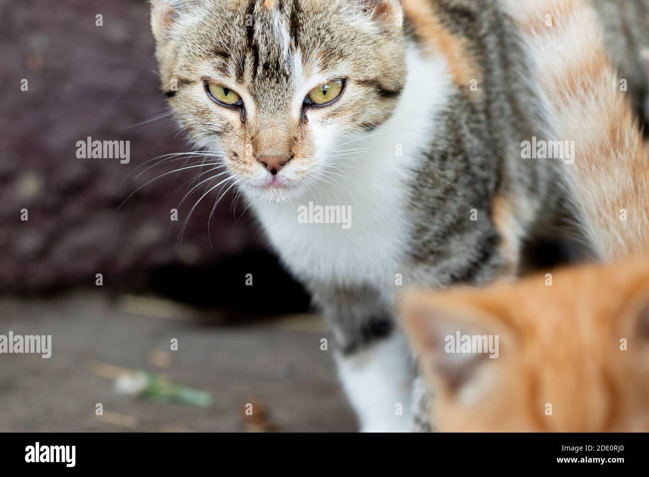 Serious looking tabby cat with green eyes Stock Photo Alamy