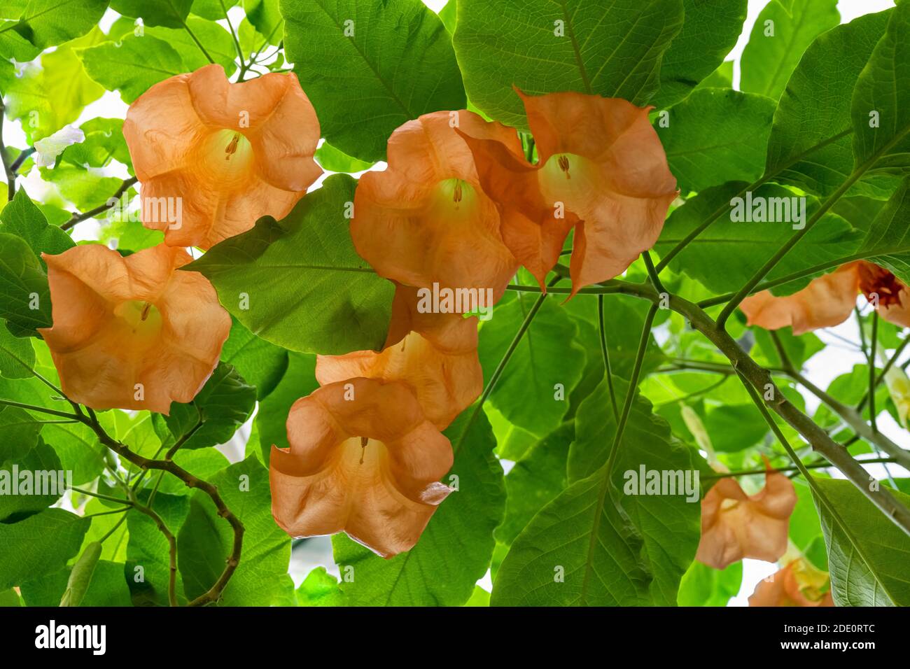 Large flowers that hang upside down, Angels trumpet, Brugmansia versicolor  closeup Stock Photo