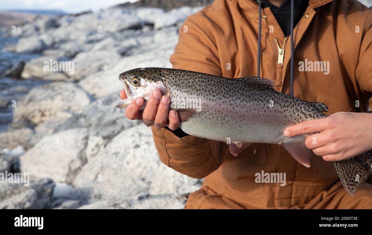 An Eagle Lake Rainbow Trout freshly caught and ready to be released. Image  was captured at the Lassen County Youth Camp at Eagle Lake in Northern Cal  Stock Photo - Alamy
