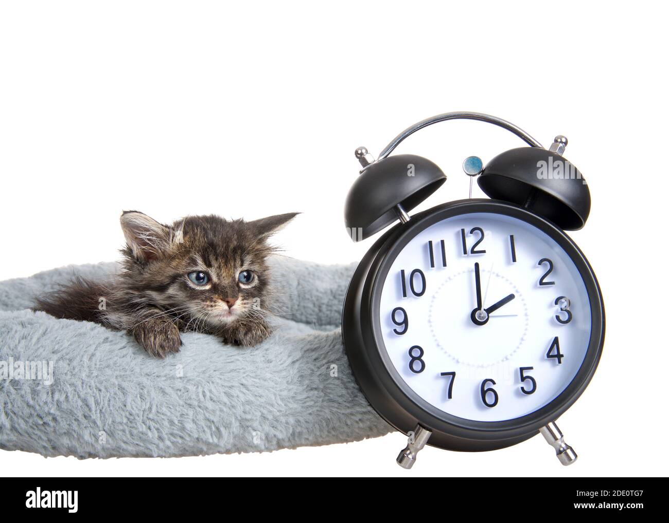 Tired tiny tabby kitten laying in a grey bed with paws over edge looking at old fashioned alarm clock set to 2 o'clock. Daylight savings concept. Spri Stock Photo