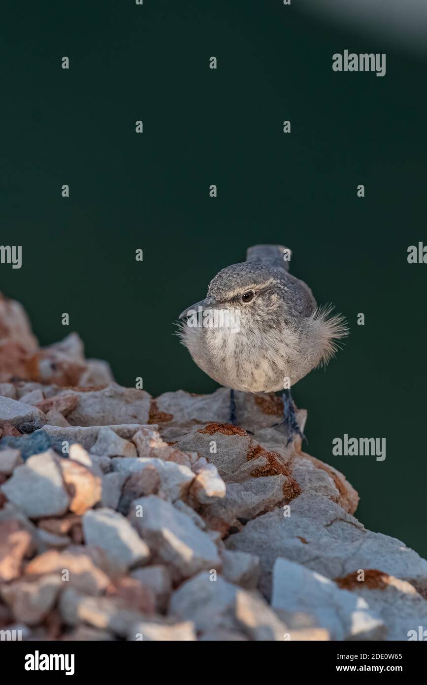 Rock Wren, Salpinctes obsoletus, foraging for insects along the rim of Devil Canyon Overlook in Bighorn Canyon National Recreation Area, near Lovell, Stock Photo