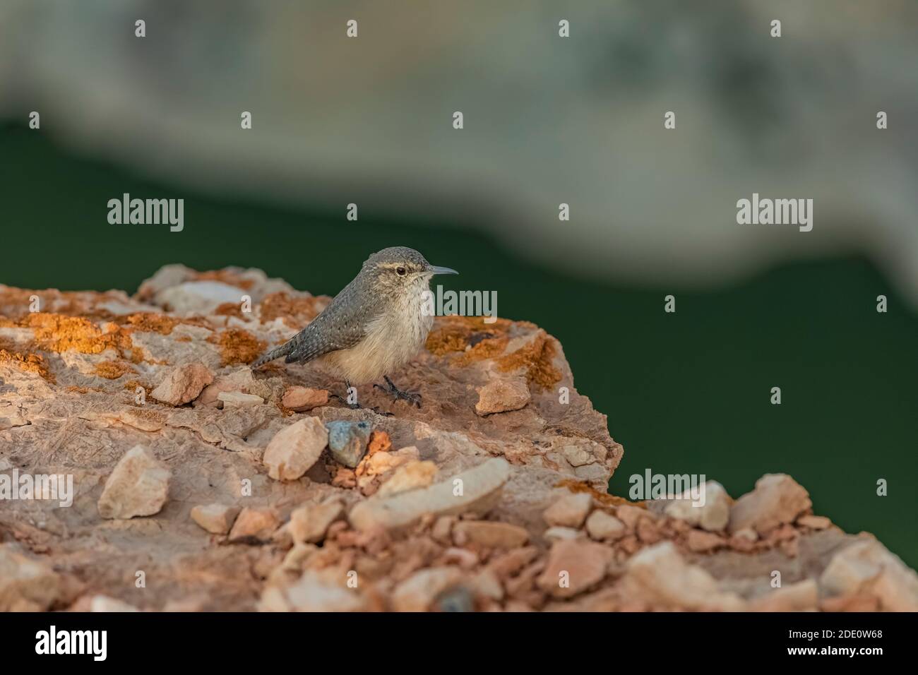 Rock Wren, Salpinctes obsoletus, foraging for insects along the rim of Devil Canyon Overlook in Bighorn Canyon National Recreation Area, near Lovell, Stock Photo